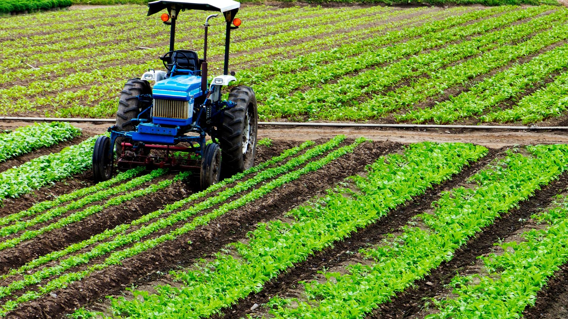 AGRICULTURE &
PLANTATION